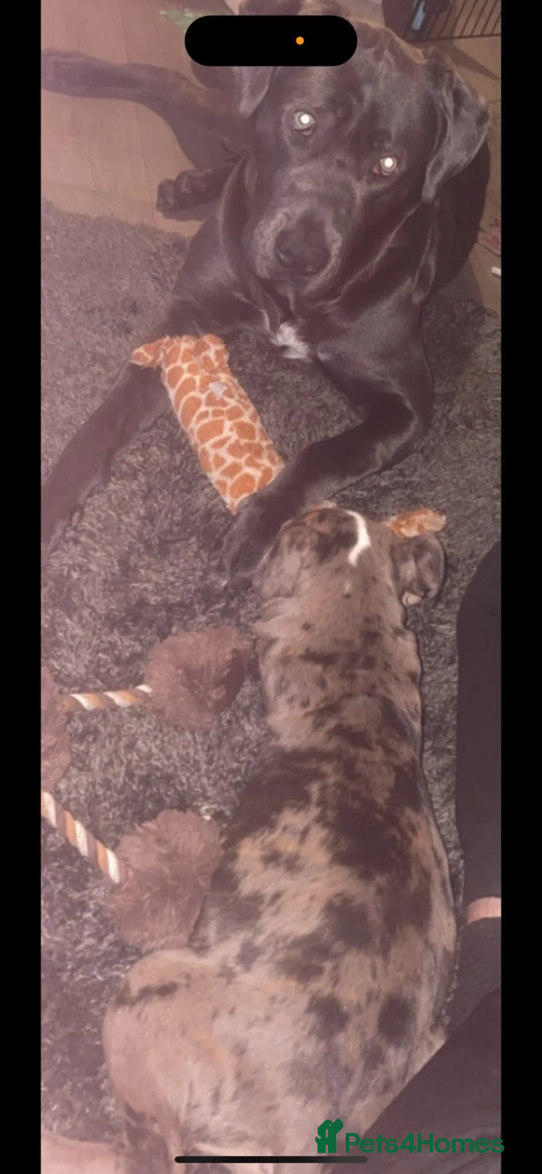 American Bully dogs for sale: Pocket bully cross American bully - Advert 4