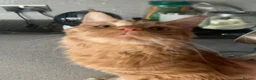 Maine Coon cats for sale: Ginger 3/4 Maine Coon and Khao Manee - Theodore  - Advert 10