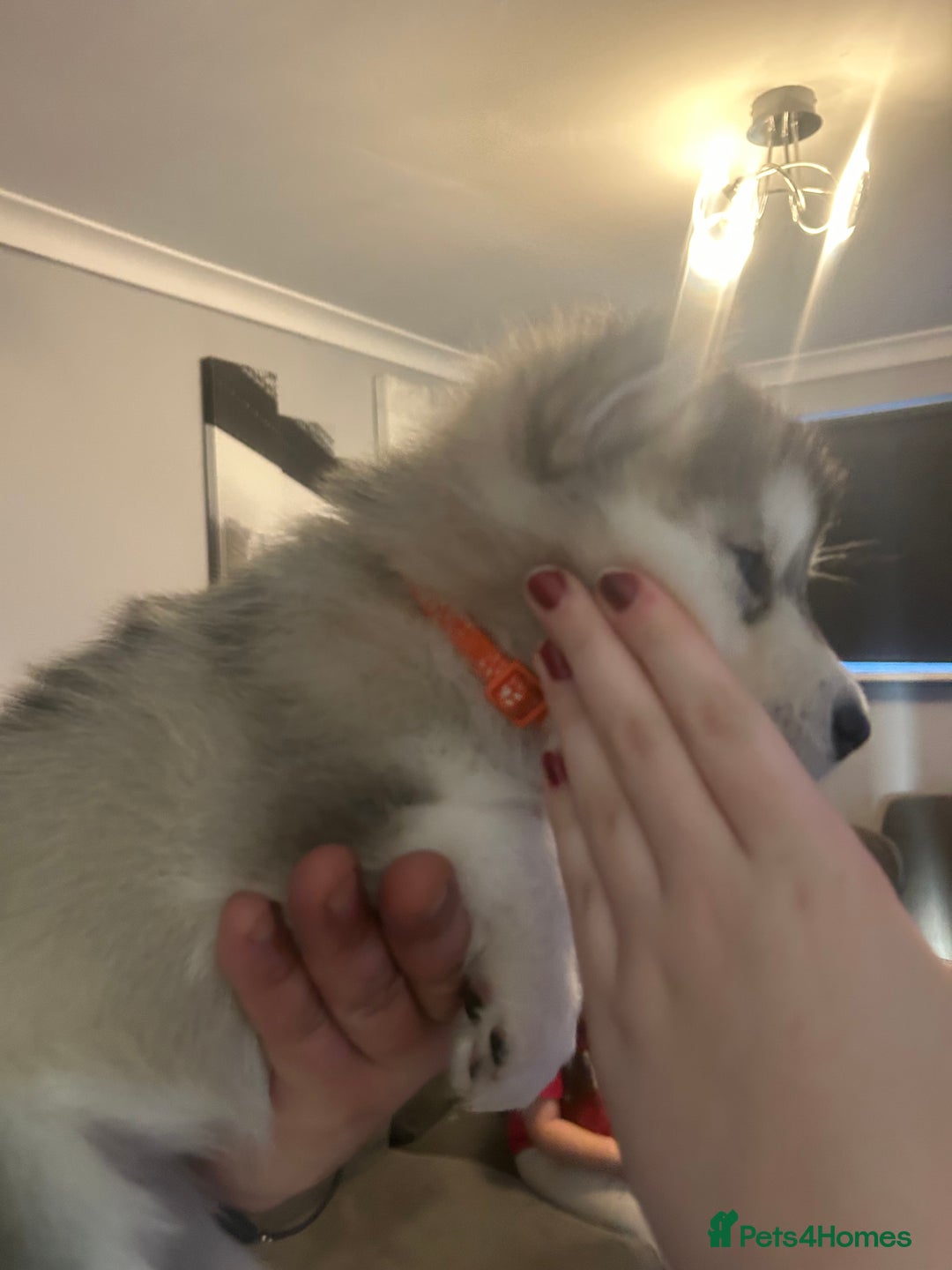 Alaskan Malamute dogs for sale: !ONLY 3 LEFT! - Advert 16