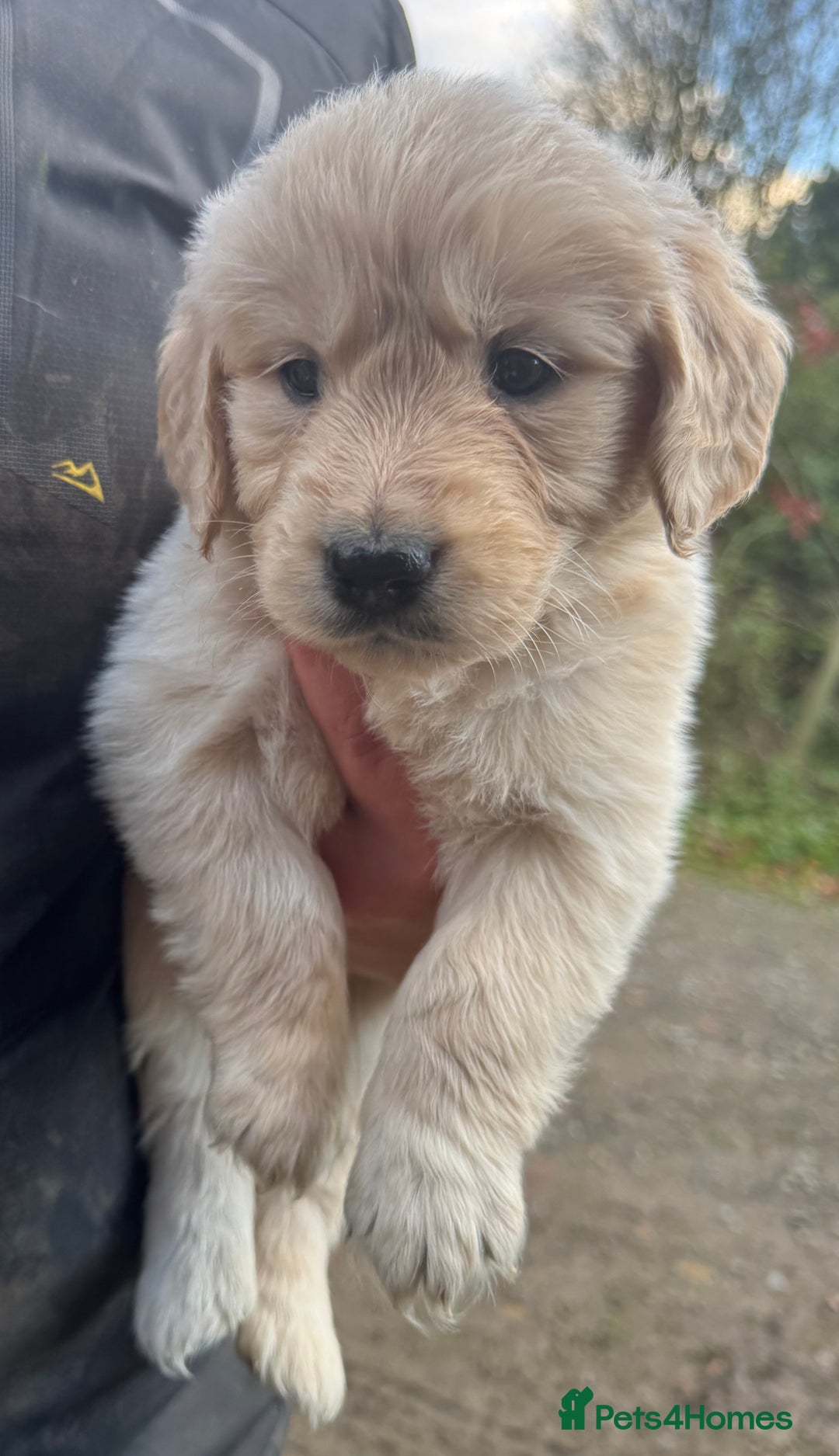 Golden Retriever dogs for sale: Beautiful Chunky Goldie’s  - Image 5