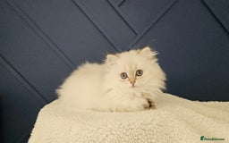 British Longhair cats for sale: Excellent Scottish straight girl ready to go - Image 31