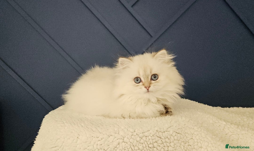British Longhair cats for sale: Excellent Scottish straight girl ready to go - Image 31