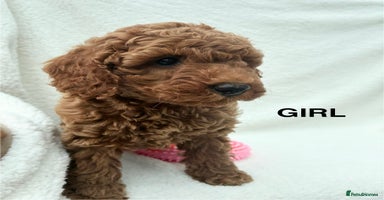 Miniature Poodle dogs - Advert 12
