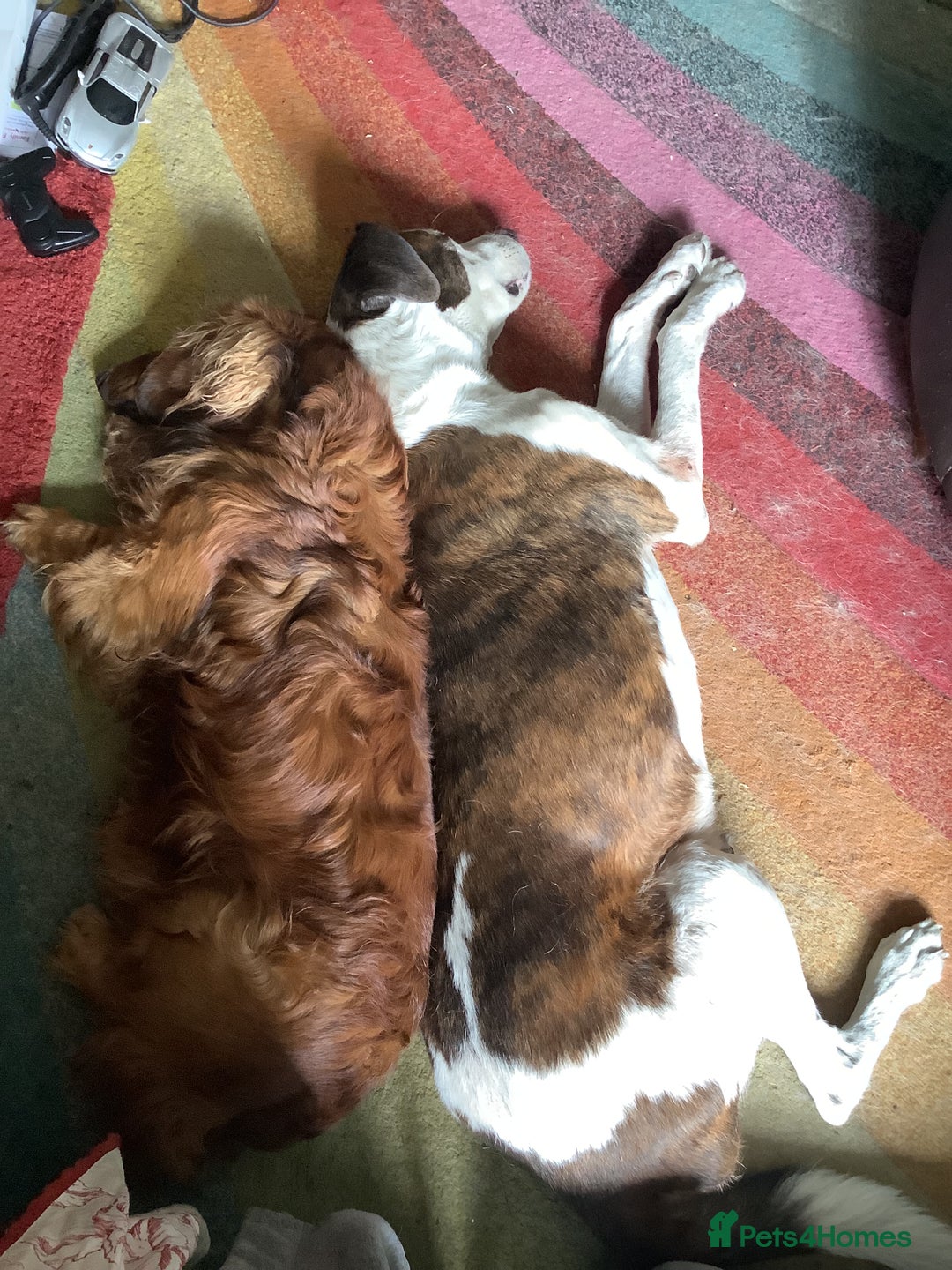Dachshund dogs for sale: Long haired standard Daschund  - Advert 7