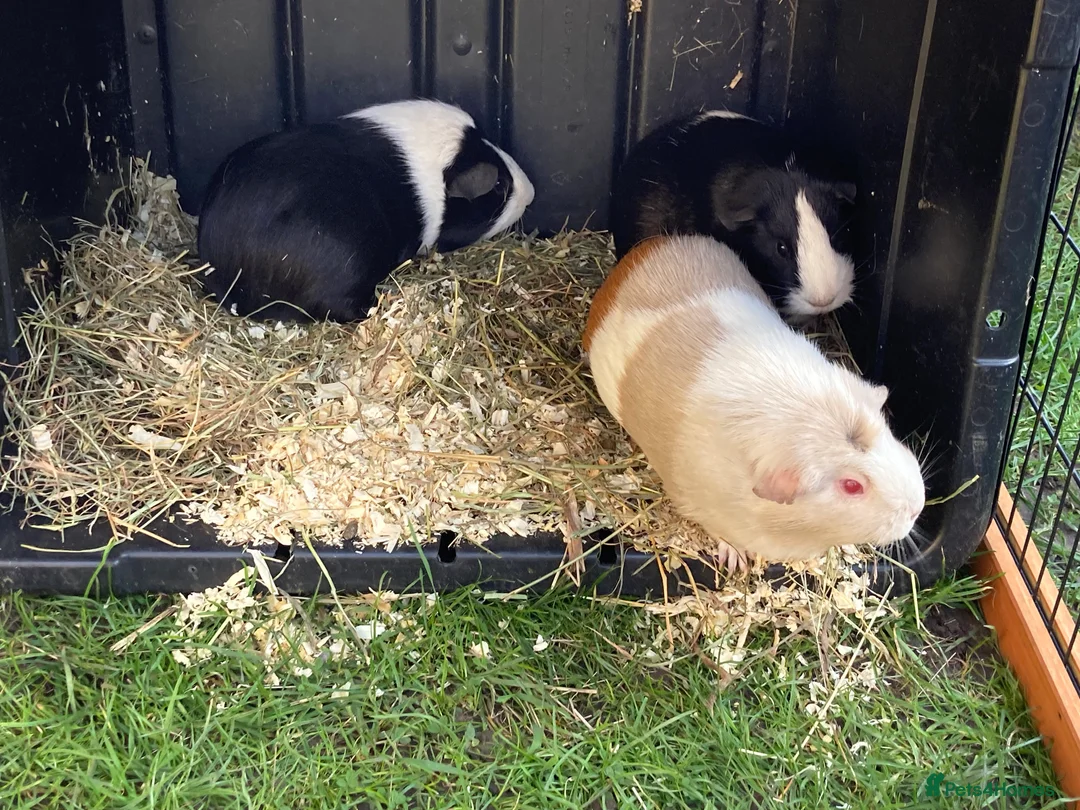 Guinea Pig rodents for sale: 3 Female bonded guinea pigs and set up, hutch etc. - Advert 5