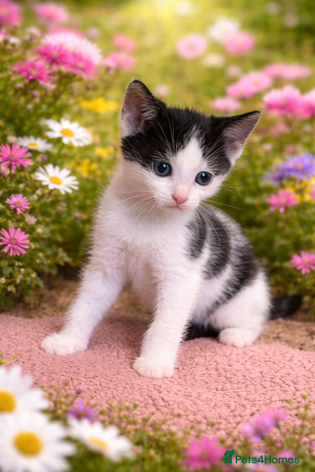 Mixed Breed cats Georgeous little snuggle kittens  - Advert 1