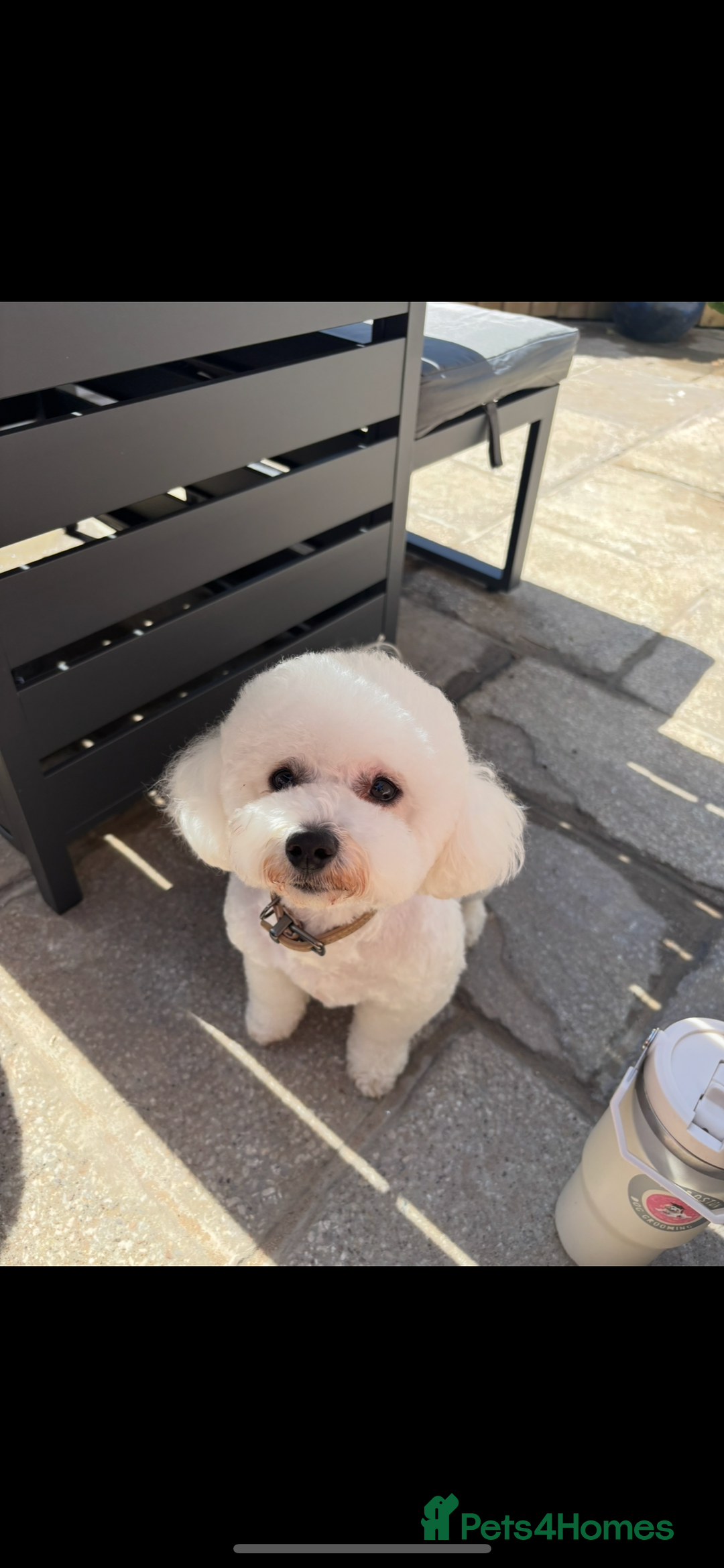 Poochon dogs for sale: Beautiful fluffy puppies  - Advert 19