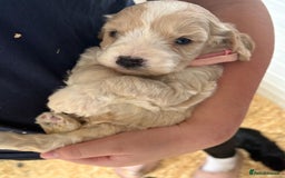 Cockapoo dogs for sale: 5 cockapoo puppy ready 13nov  - Image 2