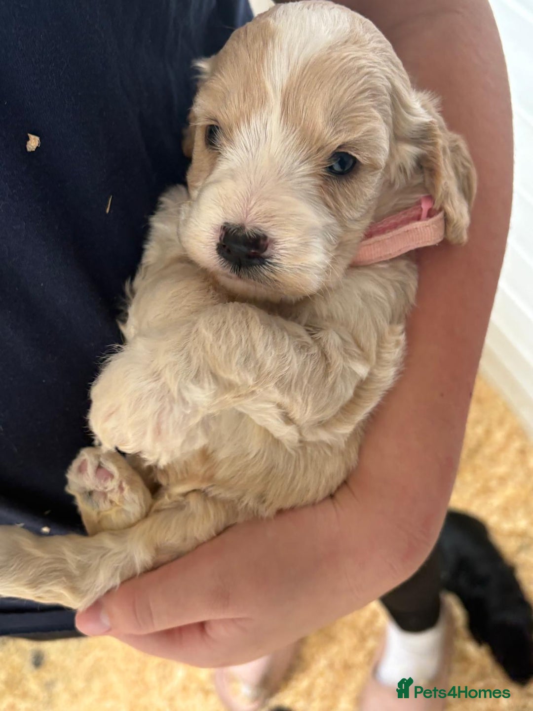 Cockapoo dogs for sale: 5 cockapoo puppy ready 13nov  - Image 2