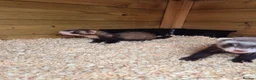 Ferret rodents for sale: Ferret kits for sale in Mansfield - Advert 4