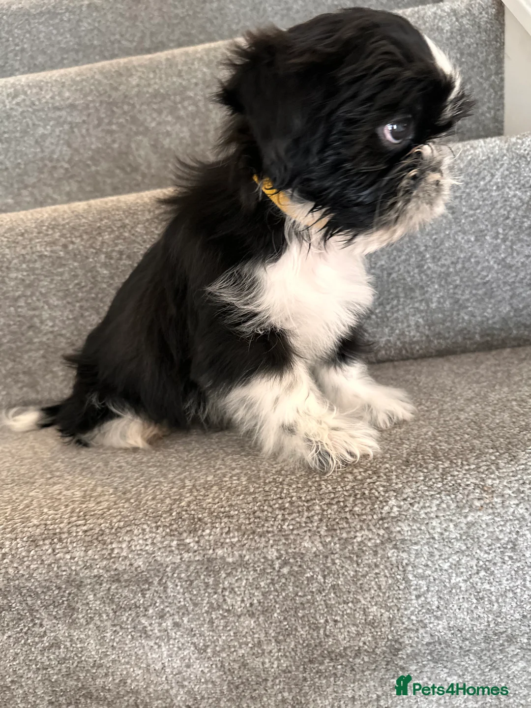 Shih Tzu dogs for sale:  Shih Tzu puppy  - Advert 2