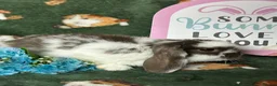 Mini Lop rabbits for sale: Beautiful Baby Mini Lops Ready now  - Advert 9