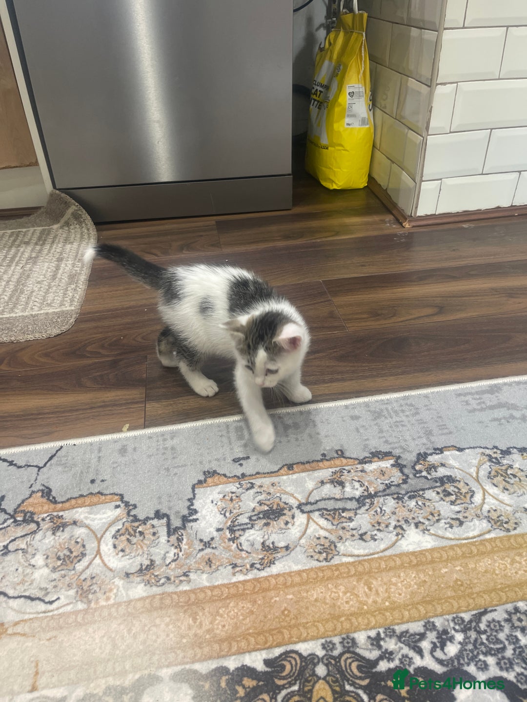 European cats for sale: Erupean  - Image 1