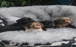 Miniature Dachshund dogs for sale: Miniature Smooth Dachshund Puppies  - Image 18