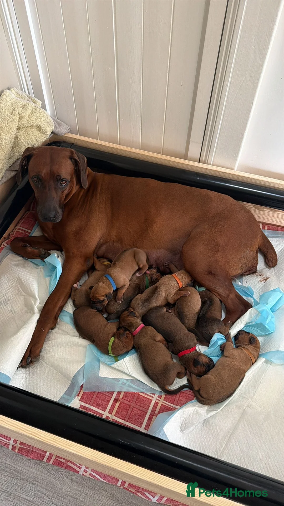 Rhodesian Ridgeback dogs for sale: Premium KC Registered Rhodesian Ridgeback Puppies  - Advert 1