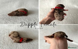 Miniature Dachshund dogs for sale: Miniature Dachshund Puppies - Image 3