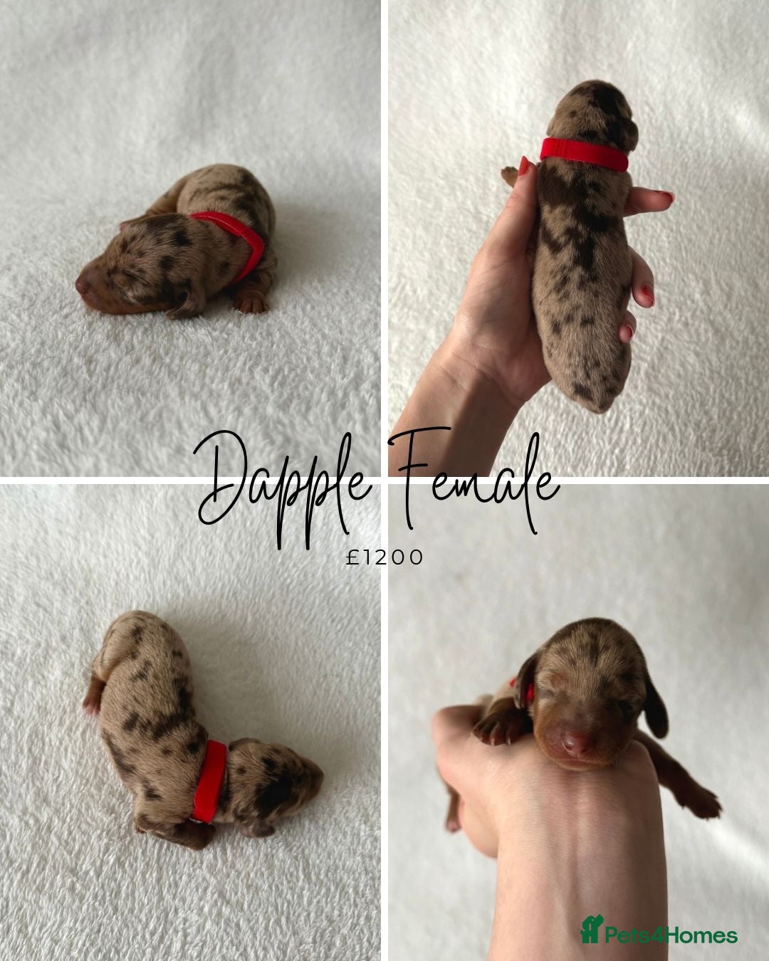Miniature Dachshund dogs for sale: Miniature Dachshund Puppies - Image 3