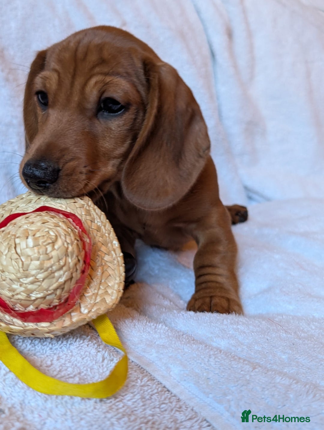 Miniature Dachshund dogs for sale: Ready to leave Miniature dachshunds cearphilly  - Image 19