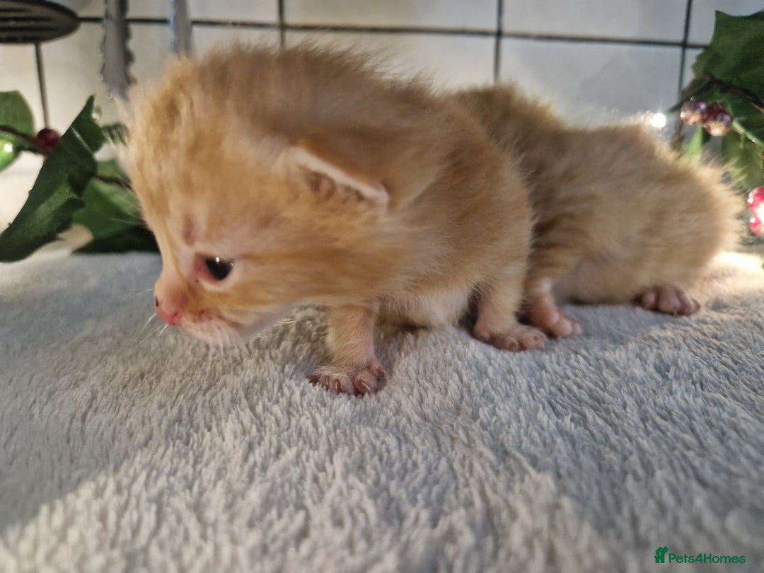 Mixed Breed cats for sale: 1 beautiful ginger&white kitten - Advert 26