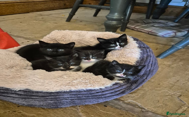 Mixed Breed cats - Advert 13