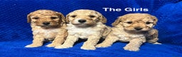 Cockapoo dogs for sale: Show Type Cockapoo Puppies - DNA tested parents - Advert 3
