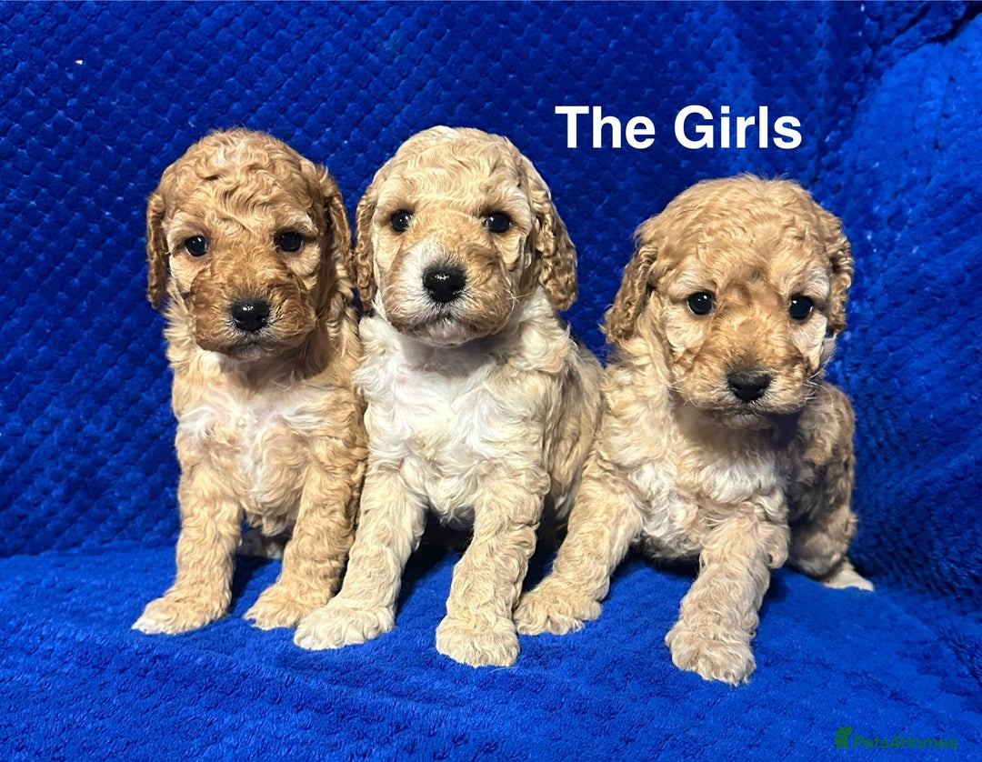 Cockapoo dogs for sale: Show Type Cockapoo Puppies - DNA tested parents - Advert 3