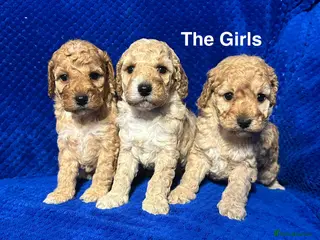 Cockapoo dogs Show Type Cockapoo Puppies - DNA tested parents - Advert 2