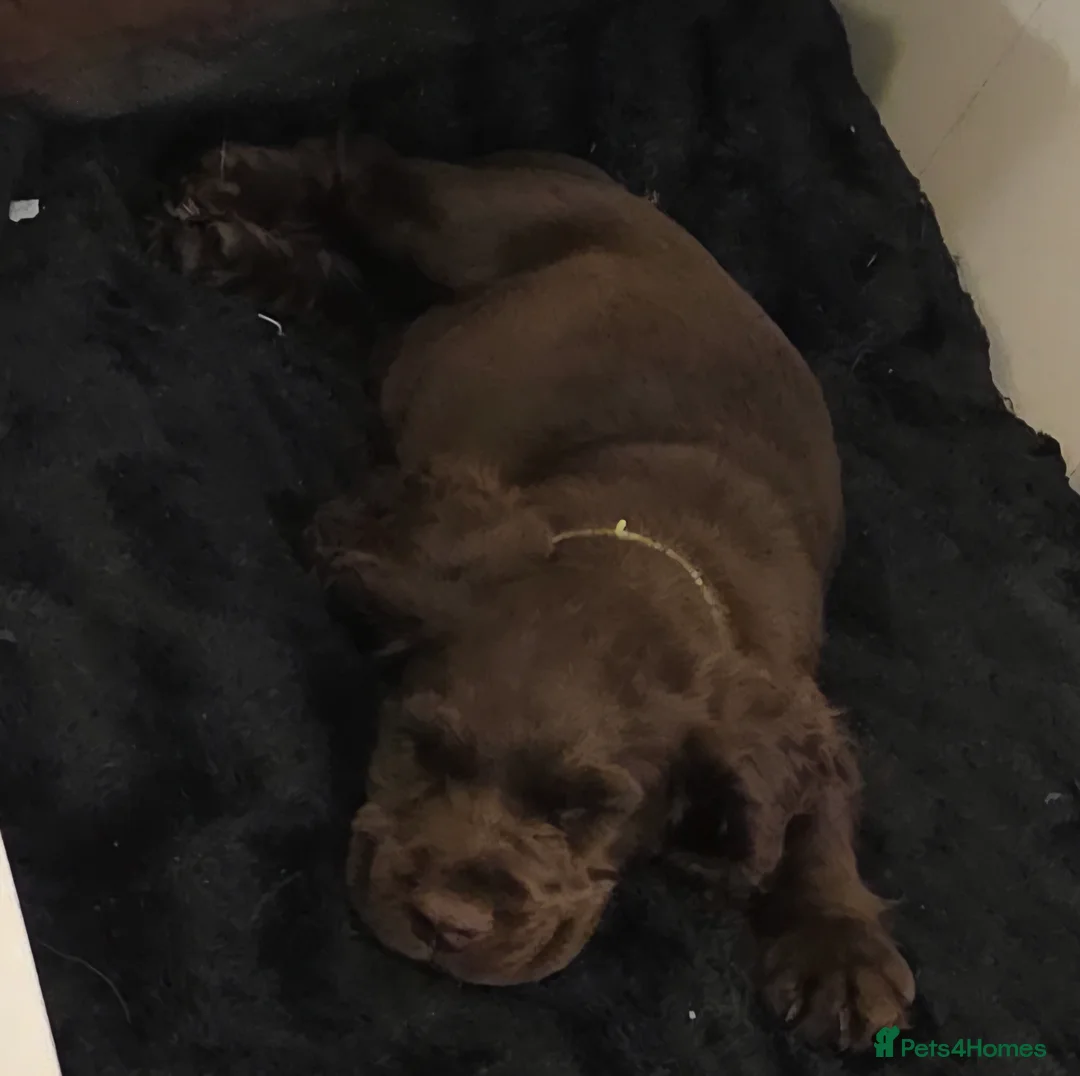 Sprocker dogs for sale: Gorgeous sprocker spaniel - Advert 1