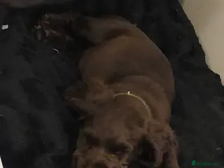 Sprocker dogs Gorgeous sprocker spaniel in Ellesmere Port - Advert 18