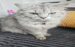 Persian cats for sale: Persian kittens for sale - Image 18