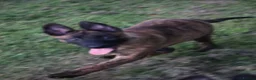Belgian Shepherd Dog dogs for sale: Pups from world champion CHANCE - Advert 18