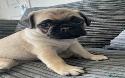 Pug dogs for sale: 2 beautiful pugs looking for their forever home - Image 4