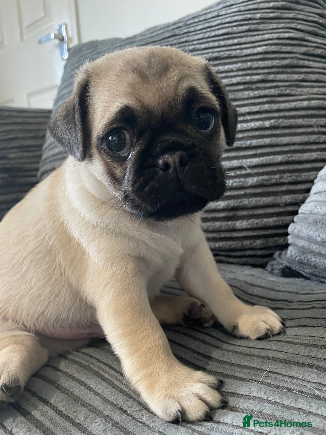 Pug dogs for sale: 2 beautiful pugs looking for their forever home - Image 4
