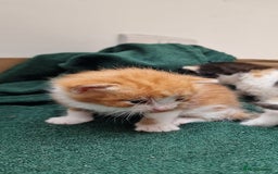 Mixed Breed cats for sale: Gorgeous Turtle Ginger Black Fluffy Kittens  - Image 4