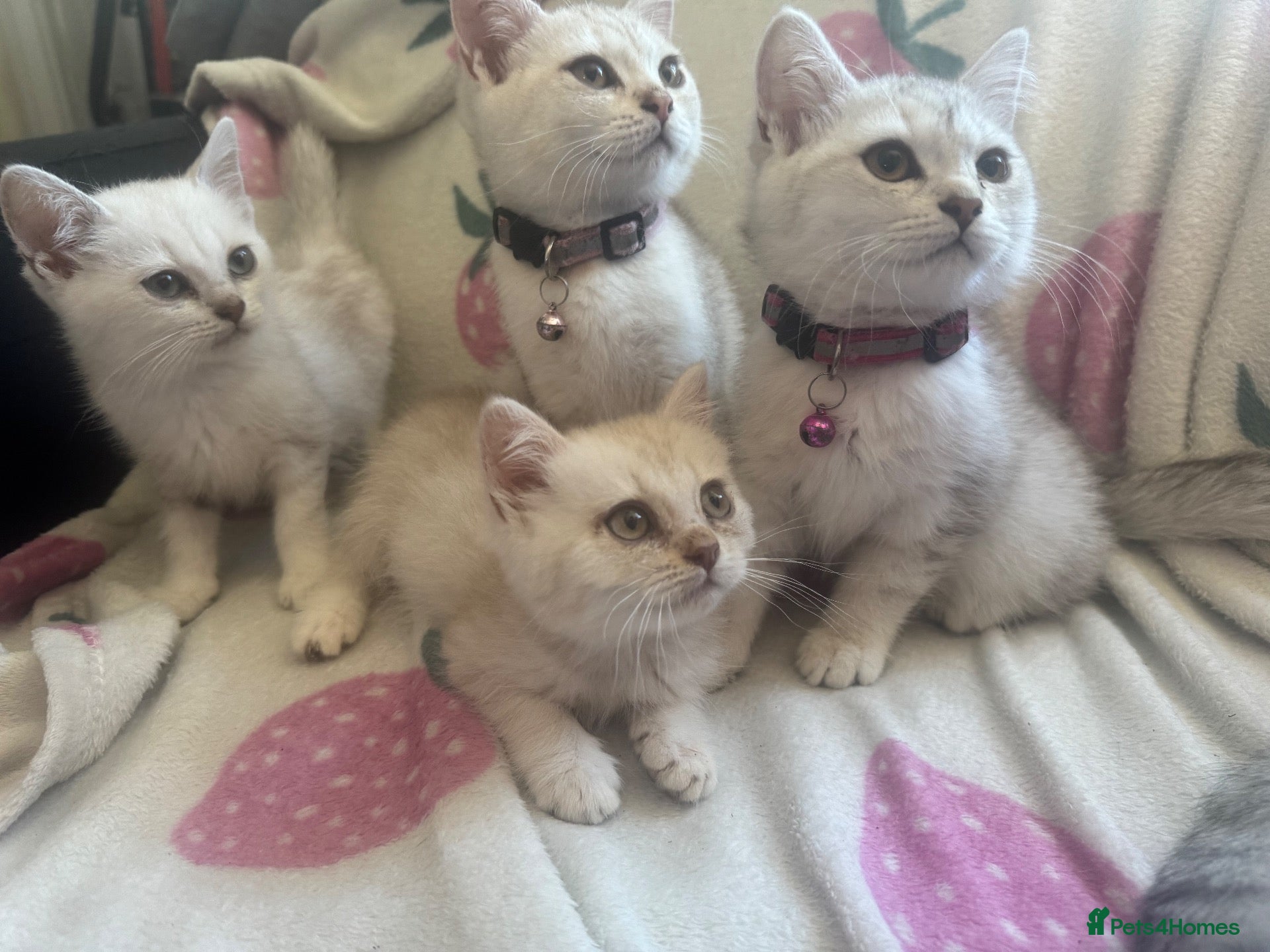 Scottish Fold cats 🐾 10! Beautiful Scottish folds and straights🐾 - Advert 2