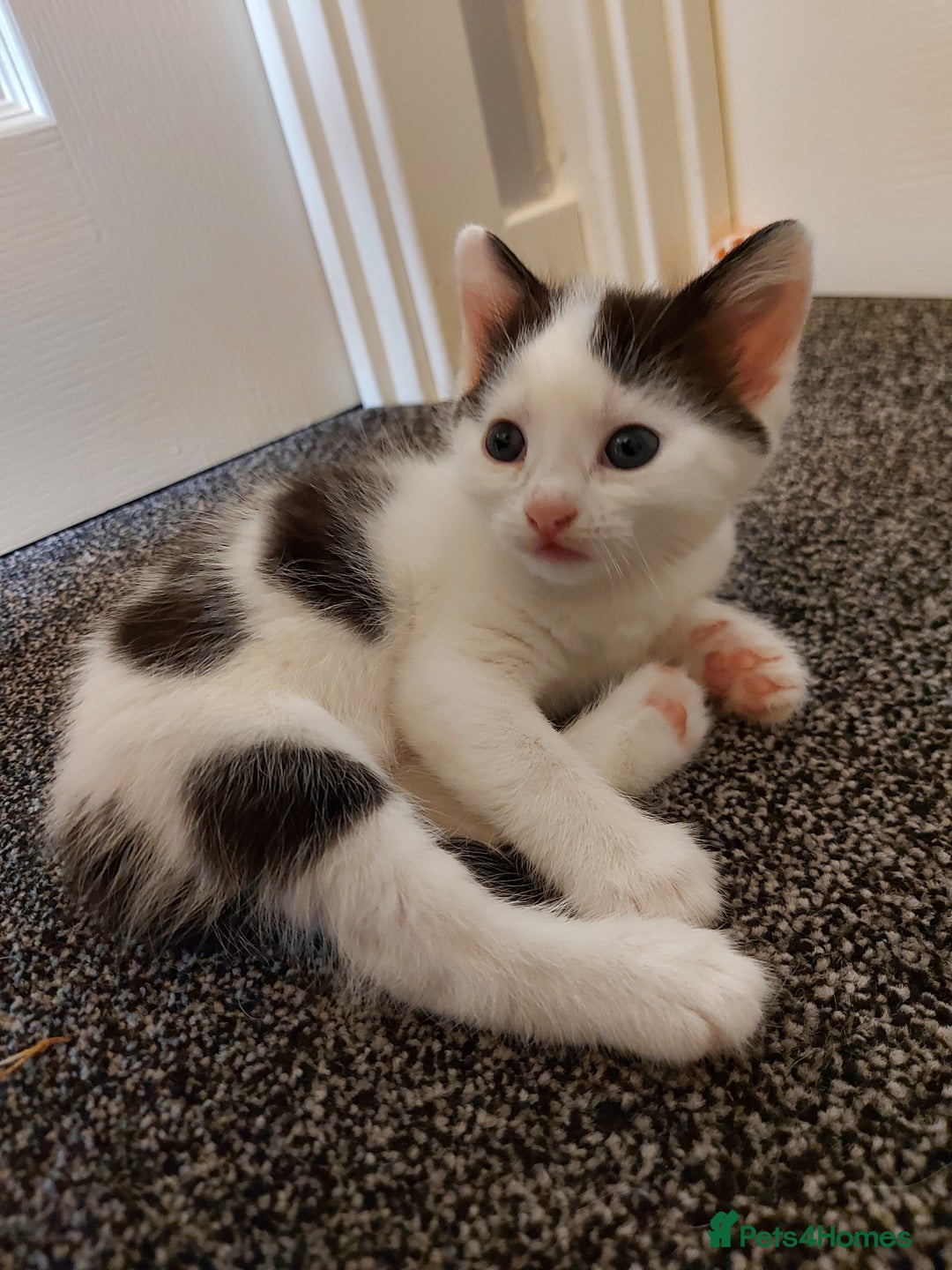 Mixed Breed cats for sale: 6 black and white kittens for sale - Image 3