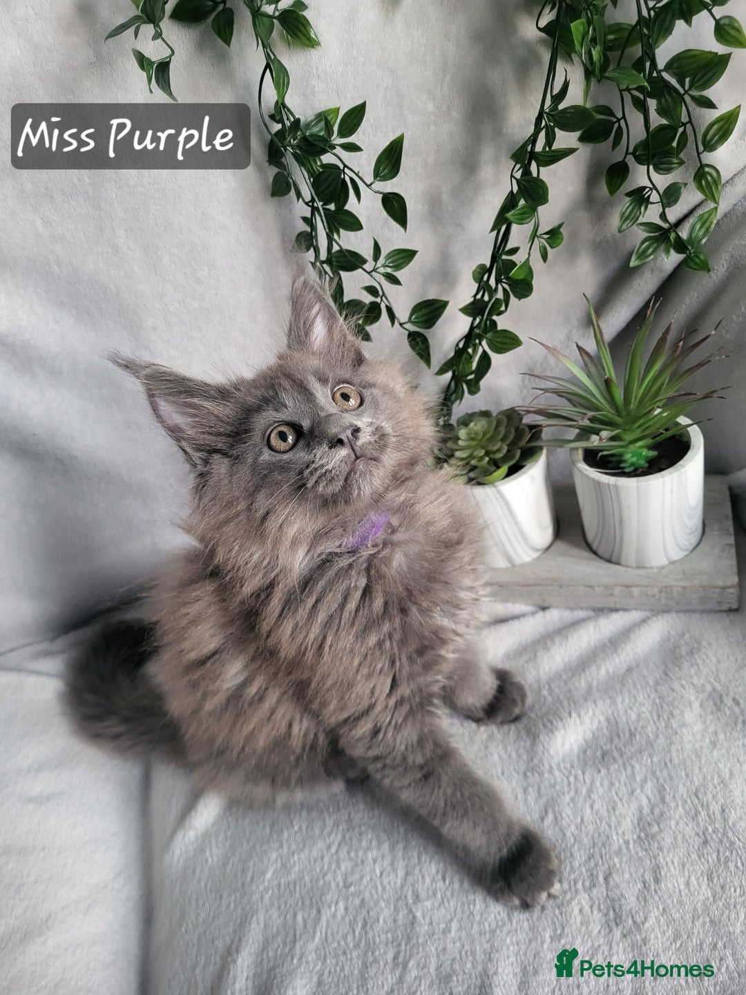 Maine Coon cats for sale: Beautiful Maine Coons  - Advert 4