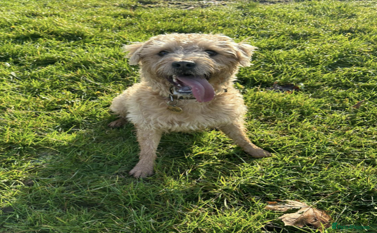 Mixed Breed dogs - Advert 12