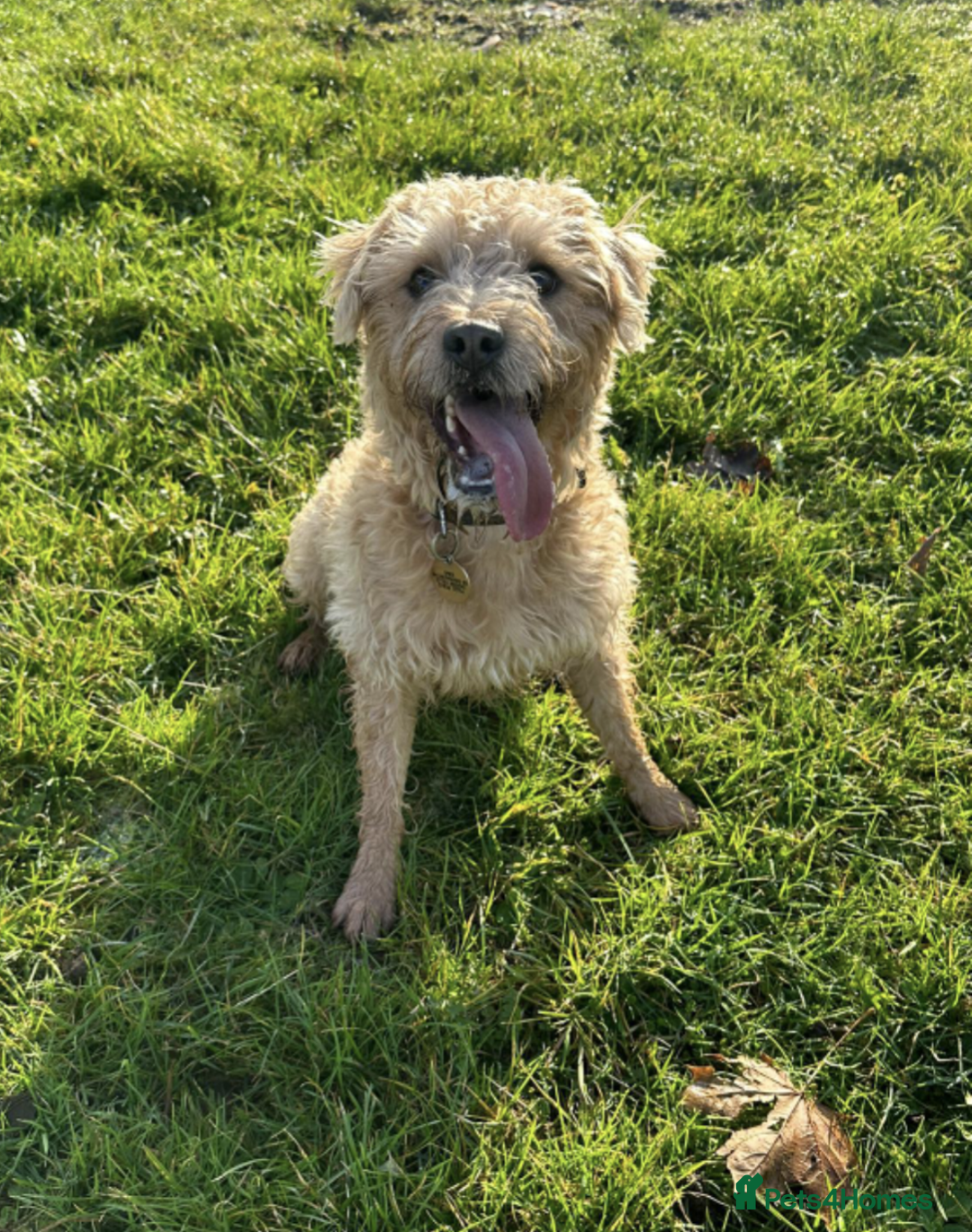 Mixed Breed dogs for sale: Lakeland/Border Terrier for sale - Image 1