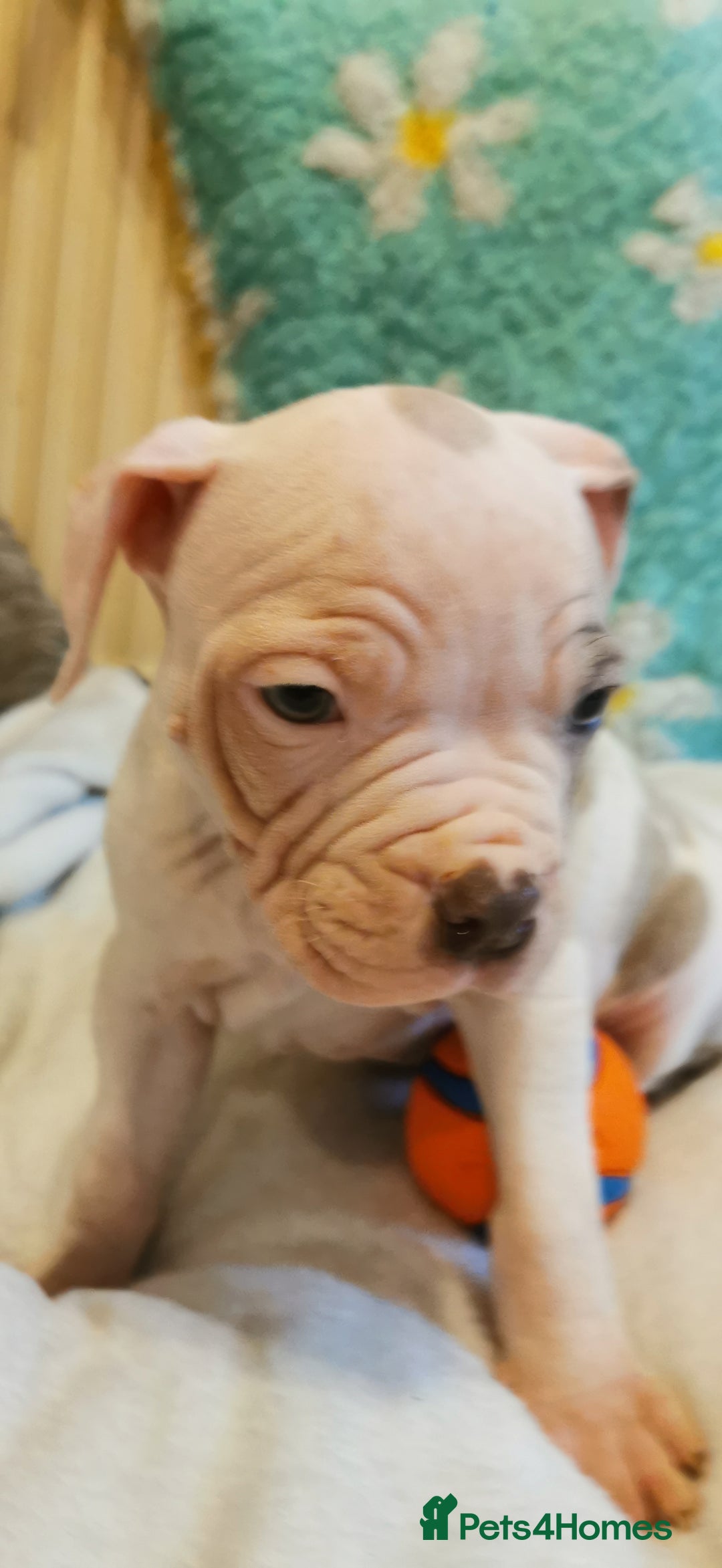 Mixed Breed dogs for sale: 7 Adorable Bull Terrier Cross Puppies - Advert 4