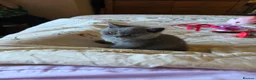 British Shorthair cats for sale: British Short Haired - Advert 10