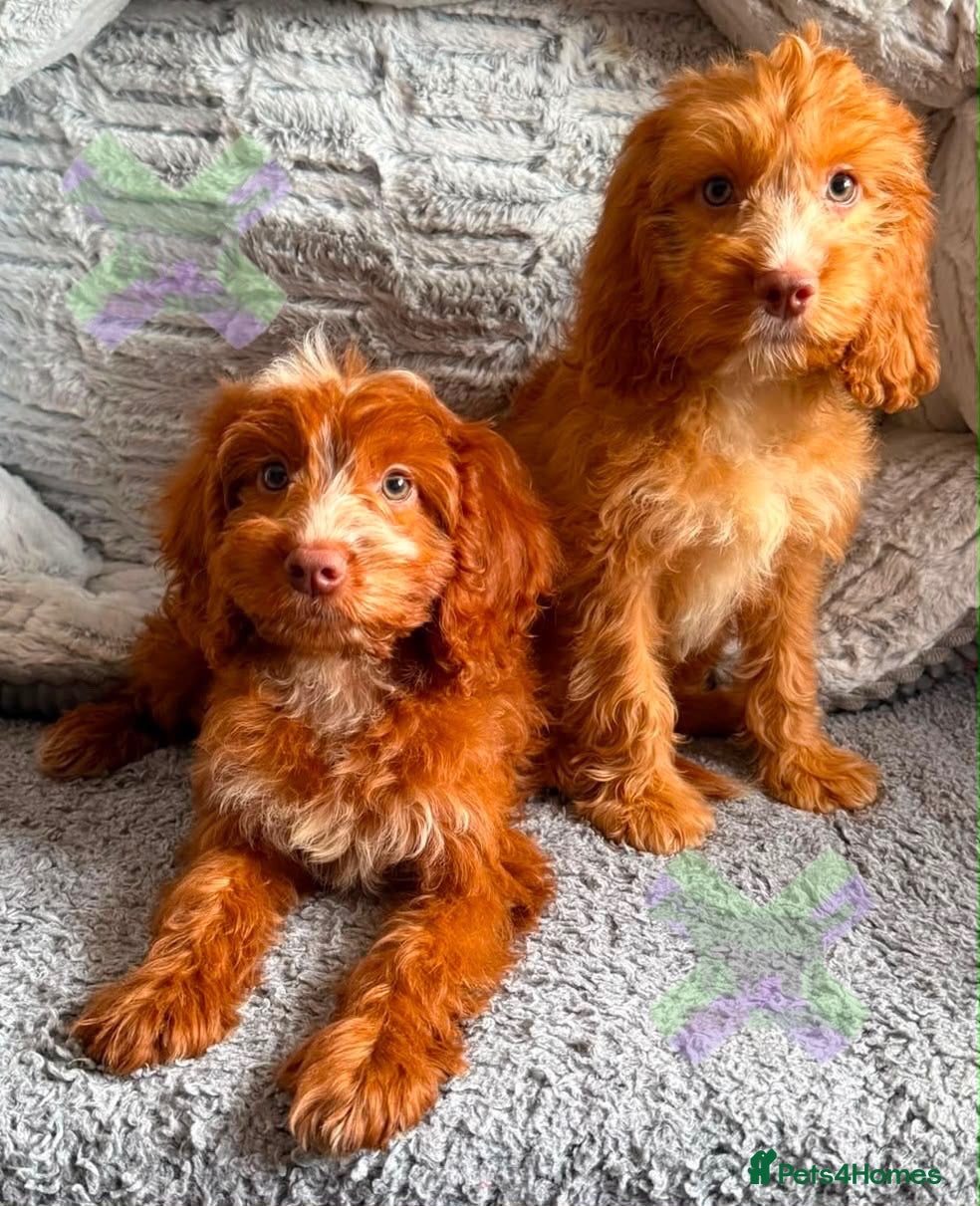 Cockapoo dogs F1 Apricots and fox reds mini cockapoos 30 dna clr - Advert 1