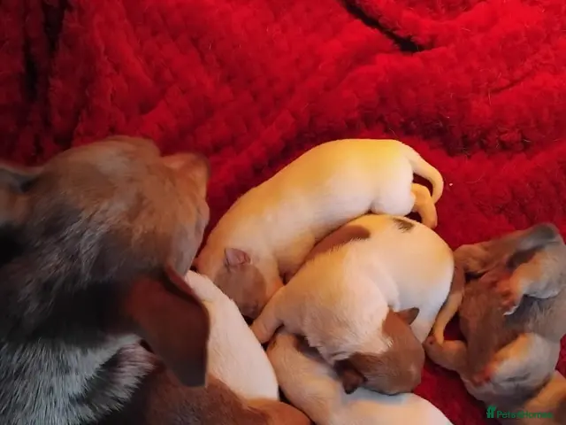 Jack Russell dogs for sale: Jack russell - Advert 1