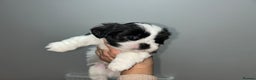 Lhasa Apso dogs for sale: KC Reg Lhasa pup READY TO GO - Advert 17