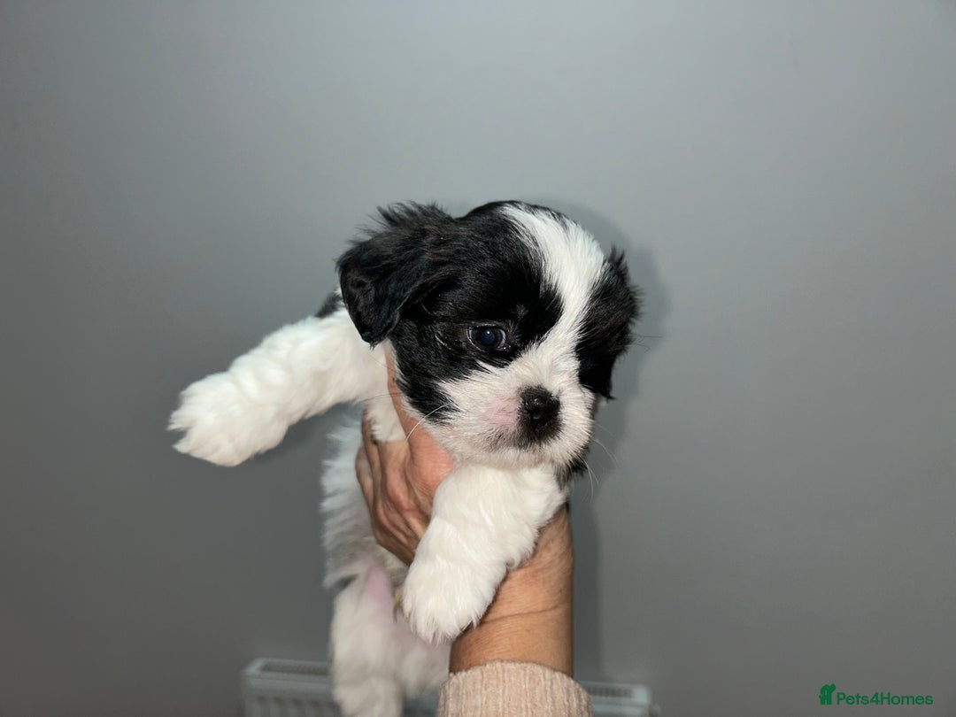 Lhasa Apso dogs for sale: KC Reg Lhasa pup READY TO GO - Advert 17