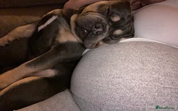 French Bulldog dogs for sale: 2 yr old tan French bulldog - Image 3