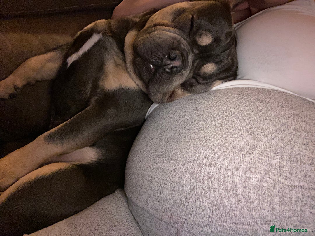 French Bulldog dogs for sale: 2 yr old tan French bulldog - Image 3