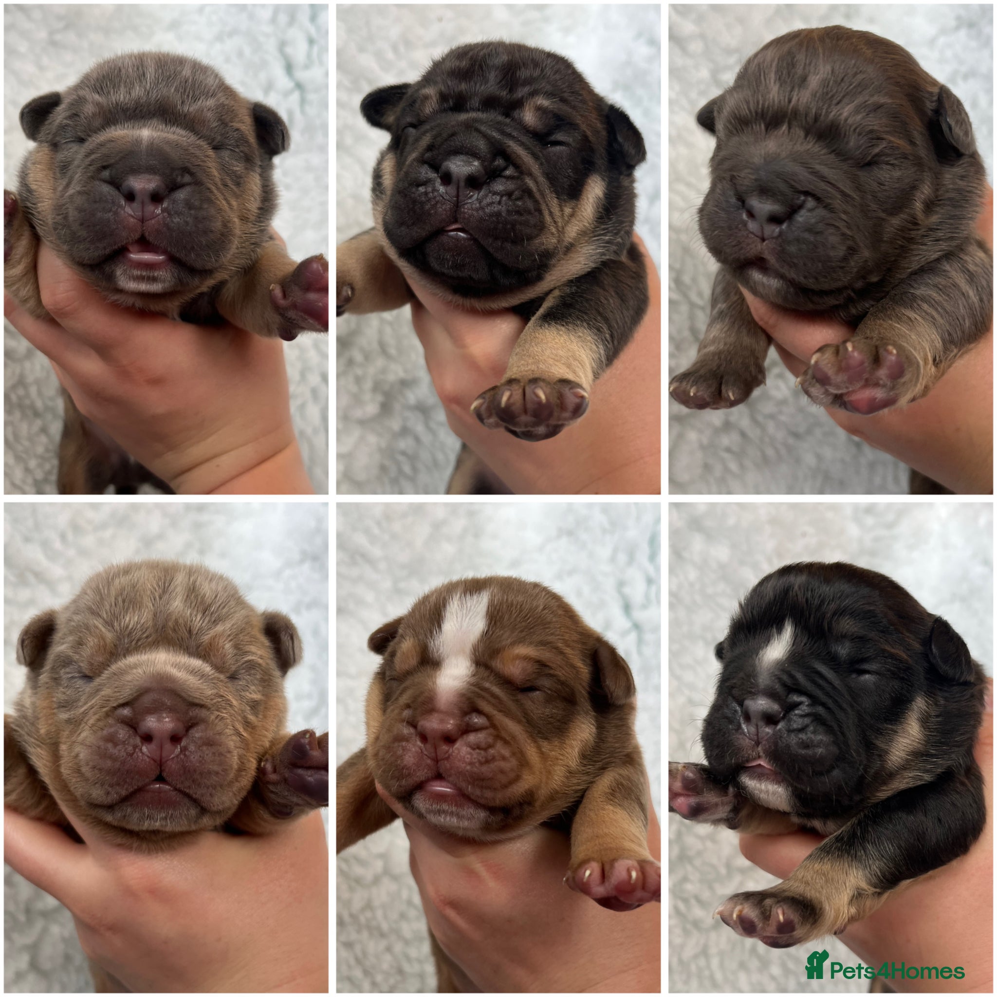 Olde English Bulldogge dogs OEB Puppies from Health Tested Champion bloodlines - Advert 1
