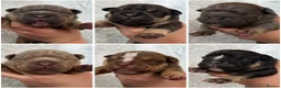 Olde English Bulldogge dogs for sale: OEB Puppies from Health Tested Champion bloodlines in Normanton - Advert 1