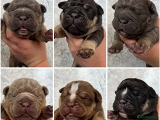 Olde English Bulldogge dogs OEB Puppies from Health Tested Champion bloodlines - Advert 1